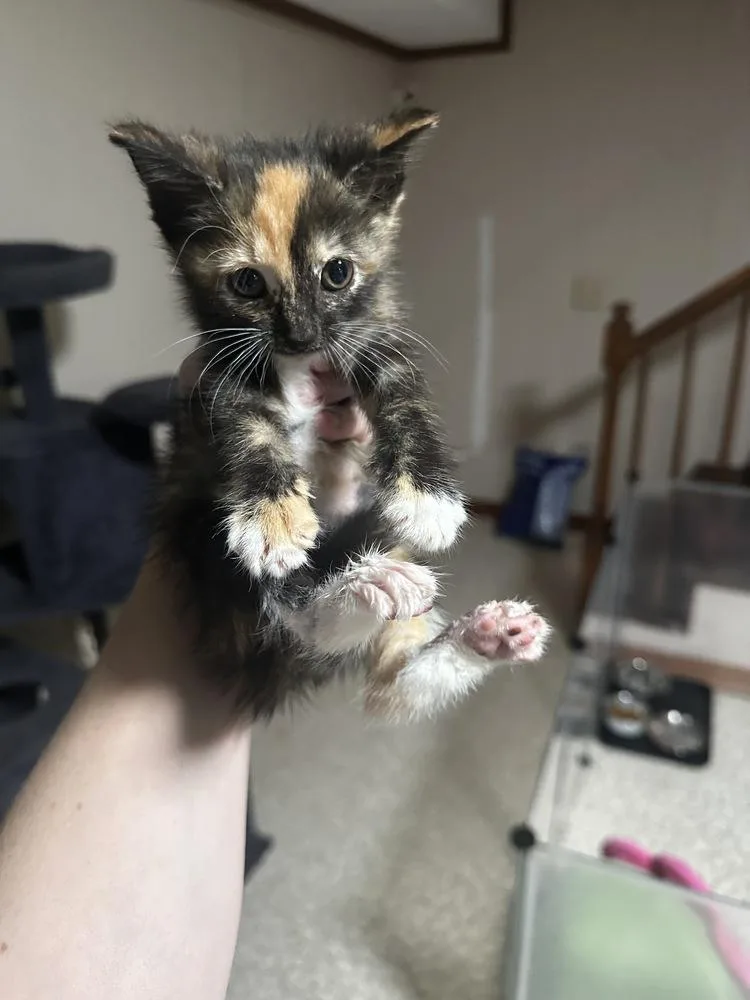 A baby small-sized female Domestic Short Hair cat named Dancer for adoption in Greensboro, NC