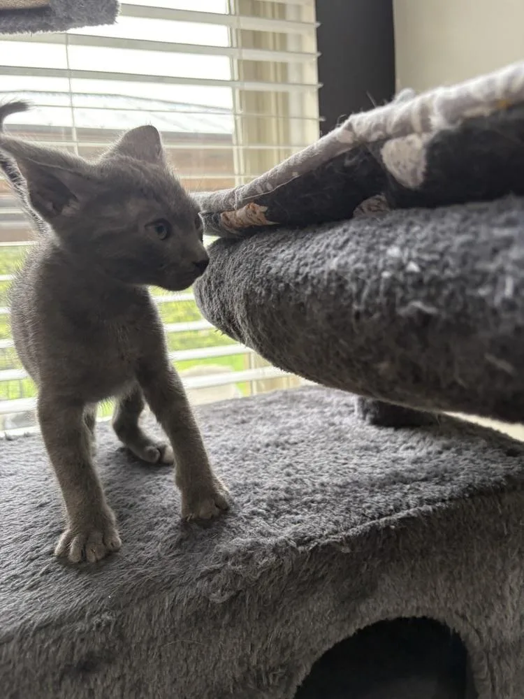 A baby medium-sized male Gray / Blue / Silver Domestic Short Hair cat named Cyrus for adoption in Clinton Township, MI