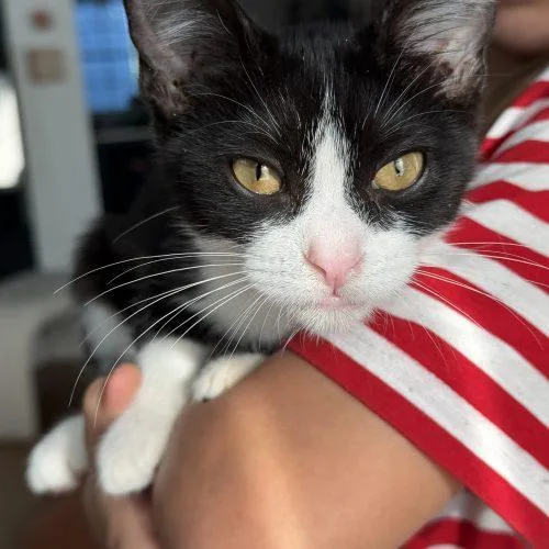 A baby small-sized female Domestic Short Hair cat named Lucy C. for adoption in Fishers, IN