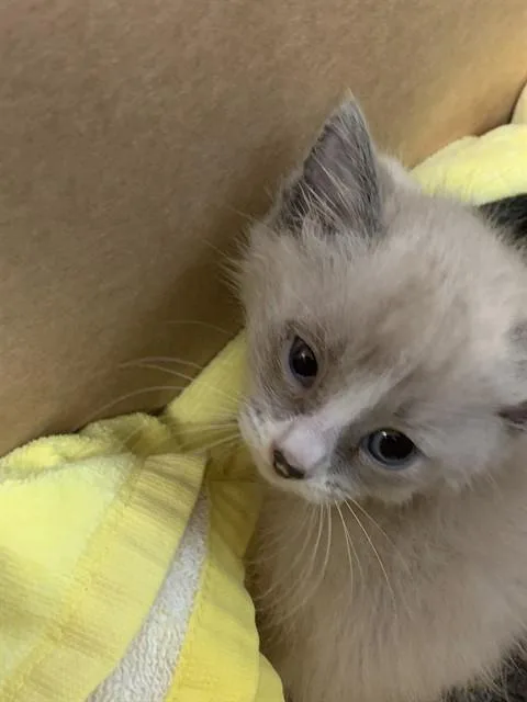 A baby small-sized male Domestic Short Hair cat named Bluebird for adoption in San Jose, CA