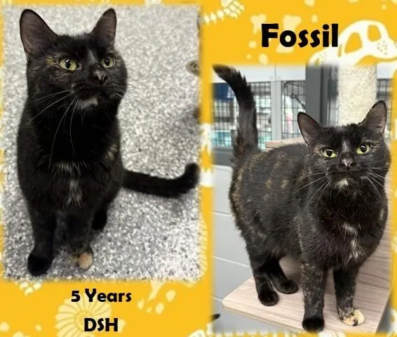 An adult medium-sized female Tortoiseshell Domestic Short Hair cat named Fossil for adoption in Franklin, IN