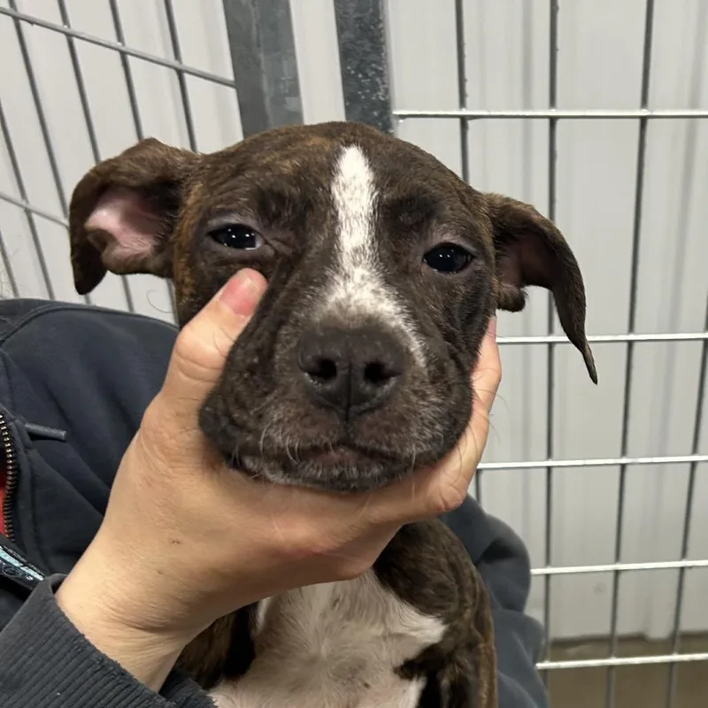 A baby small-sized female Brindle Mixed Breed dog named Cookie for adoption in Bismarck, ND