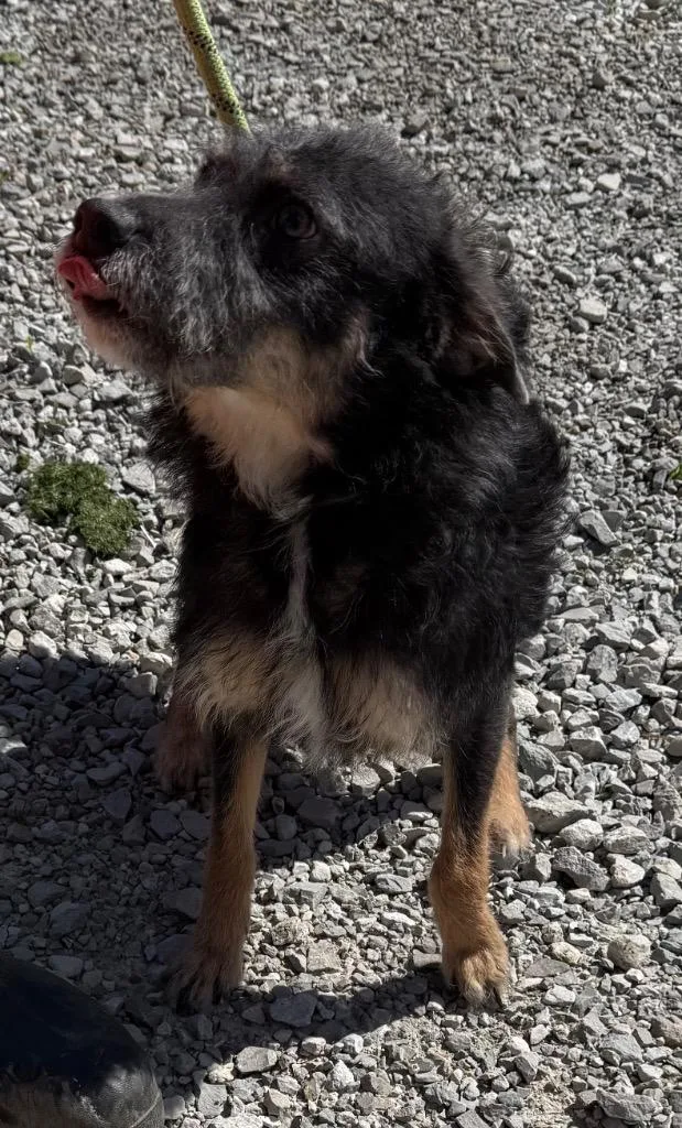 A young small-sized female Schnauzer dog named Luna for adoption in Greencastle, IN