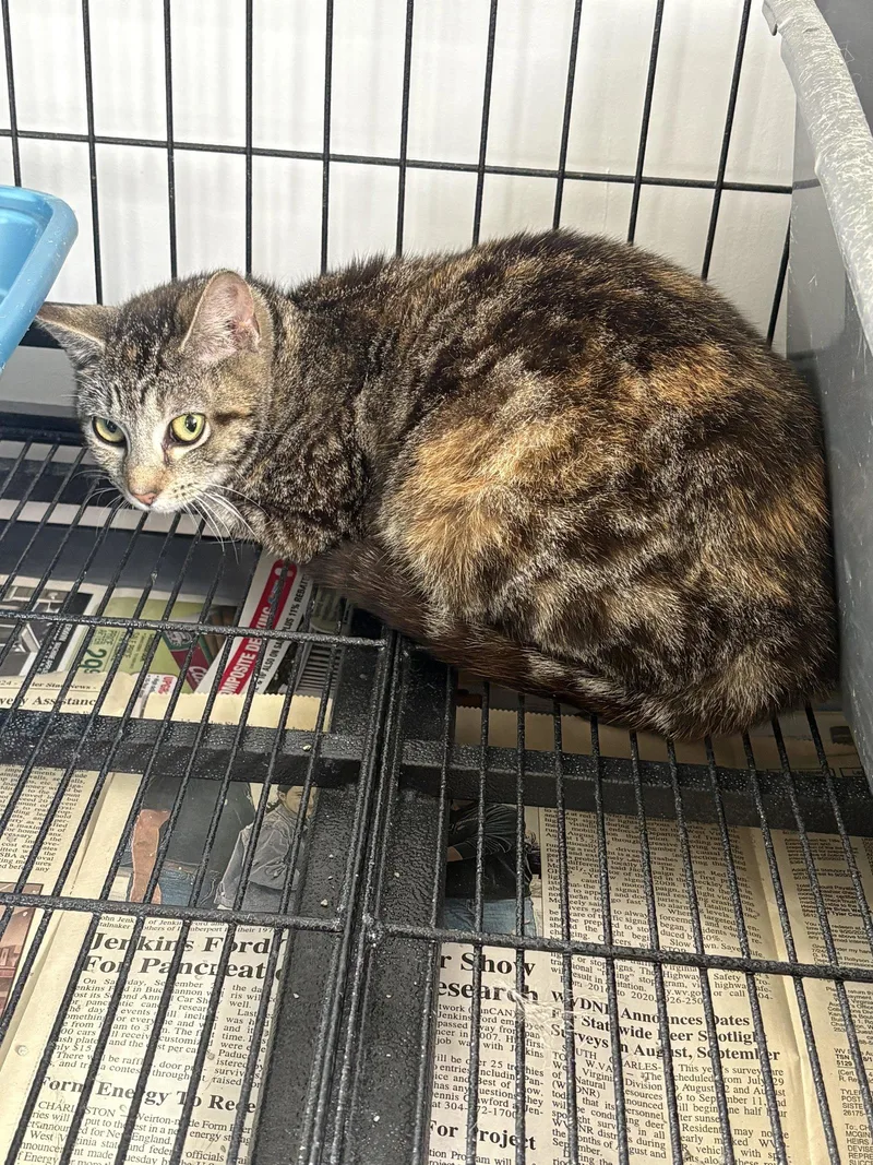 An adult small-sized female Domestic Short Hair cat named Patches for adoption in Sistersville, WV