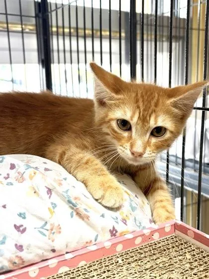 A baby small-sized male Domestic Short Hair cat named Cicero for adoption in New Orleans, LA
