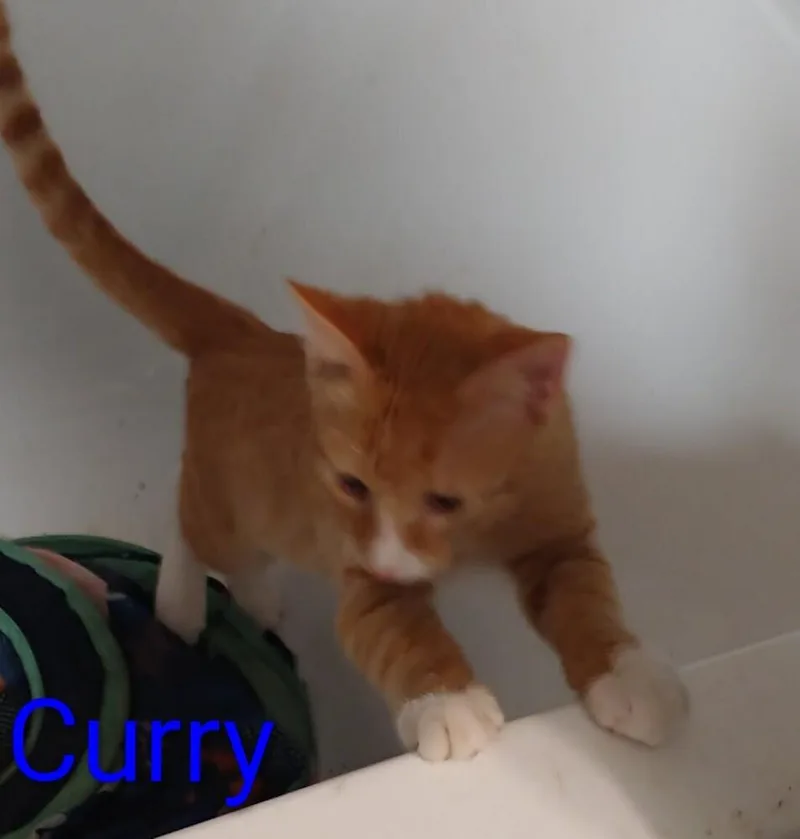 A baby medium-sized male Orange & White Domestic Medium Hair cat named Curry for adoption in Boone, CO