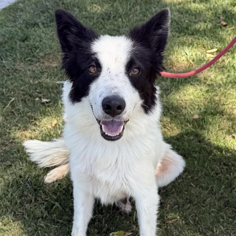 A young medium-sized female Border Collie dog named Razzle Dazzle for adoption in Newport Beach, CA