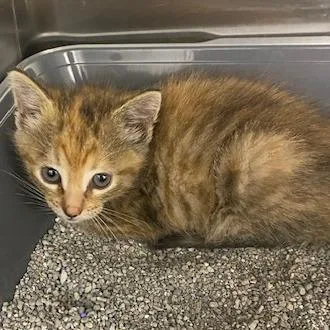 A baby small-sized female Calico Domestic Short Hair cat named Sandy for adoption in Emporia, KS