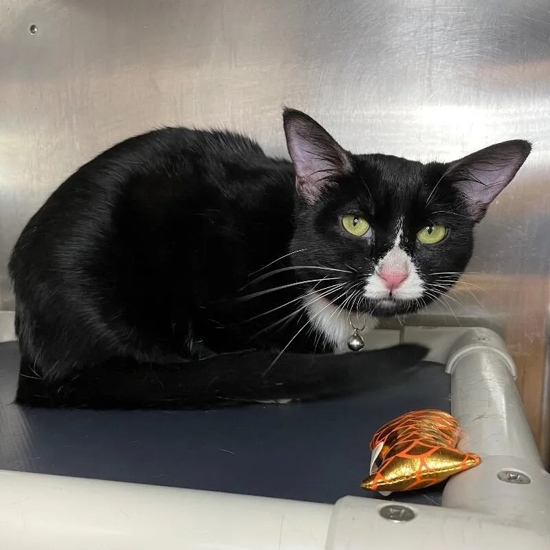 An adult medium-sized female Domestic Short Hair cat named Sophia for adoption in Roanoke, VA