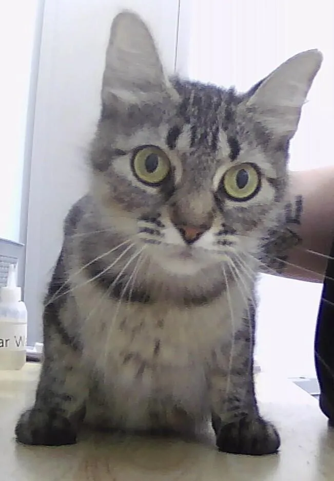 An adult medium-sized female Tabby (Brown / Chocolate) Domestic Medium Hair cat named Belize for adoption in Anoka, MN