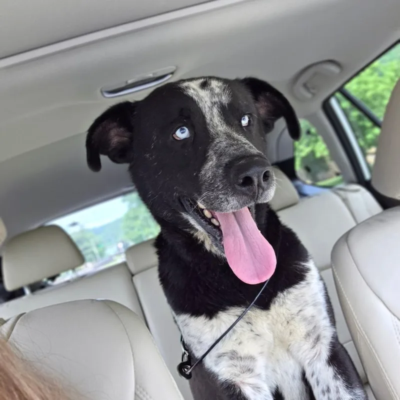 An adult medium-sized male Black Mixed Breed dog named Rocky Aka Boogie for adoption in Charleston, WV