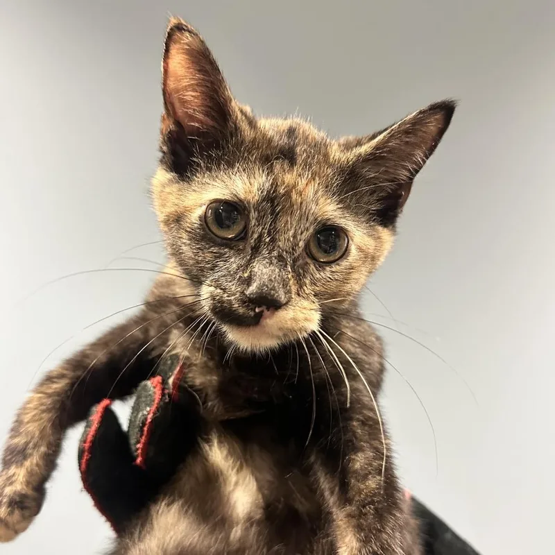 A baby small-sized female Tortoiseshell Domestic Medium Hair cat named Amy for adoption in Chattanooga, TN