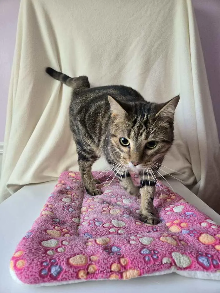 Artemis