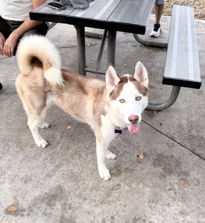 An adult medium-sized male Apricot / Beige Siberian Husky dog named Jet for adoption in West Palm Beach, FL