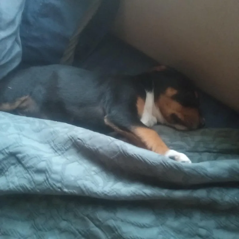 A baby medium-sized male Black Mixed Breed dog named Rodrick for adoption in Fort Bragg, CA