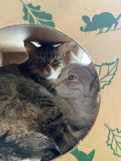 An adult medium-sized female Domestic Short Hair cat named Nala & Paisley for adoption in Truckee, CA