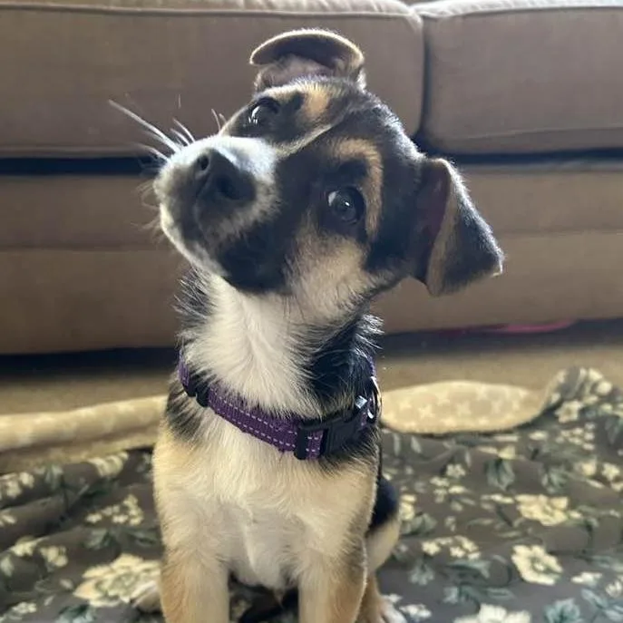 A baby small-sized male Brown / Chocolate Mixed Breed dog named Sourdough for adoption in West Olive, MI