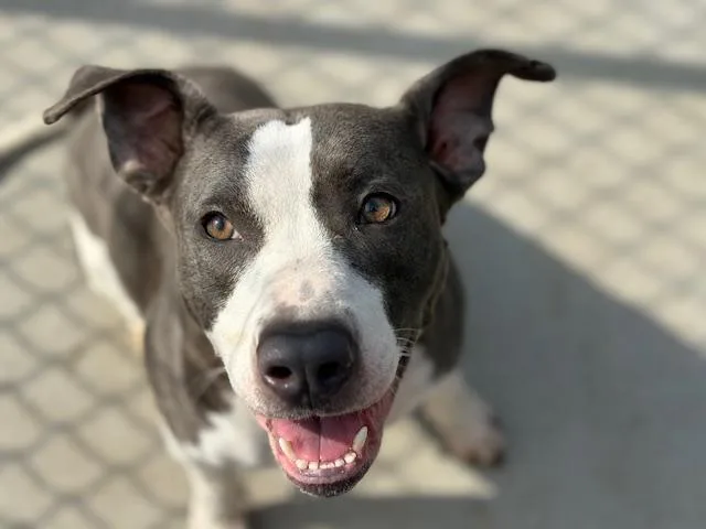 An adult large-sized female Pit Bull Terrier dog named Muffin for adoption in Tulsa, OK