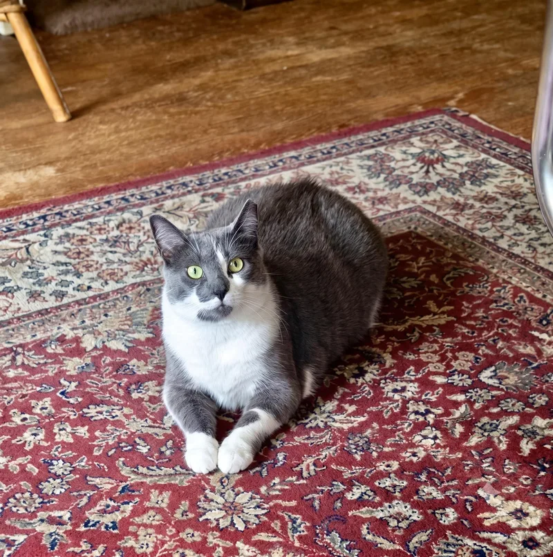 An adult medium-sized male Gray & White Domestic Short Hair cat named Wolfie for adoption in New York, NY