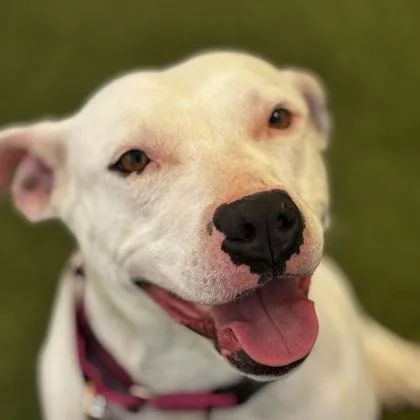 An adult medium-sized female Mixed Breed dog named Lydia for adoption in Merriam, KS