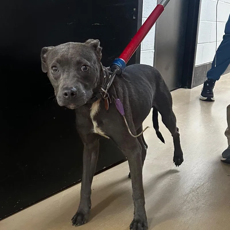 An adult small-sized male Gray / Blue / Silver Mixed Breed dog named Chompy Goat for adoption in Gadsden, AL