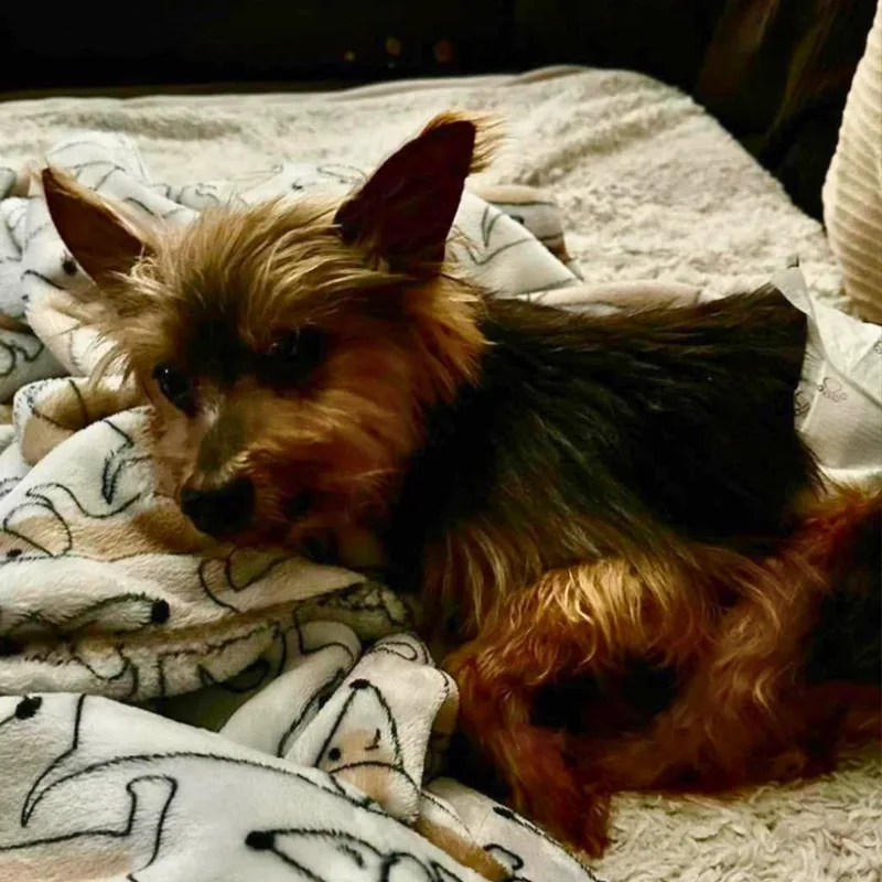 A senior small-sized male Yorkshire Terrier dog named Tabie for adoption in Bryan, TX