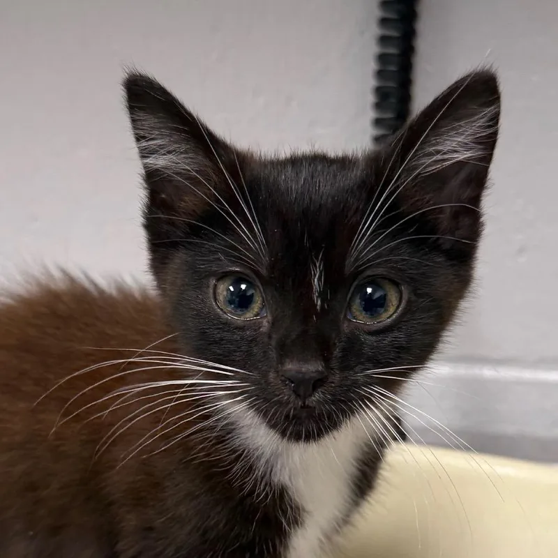 A baby small-sized female Black Domestic Medium Hair cat named Wilma for adoption in Greenville, SC