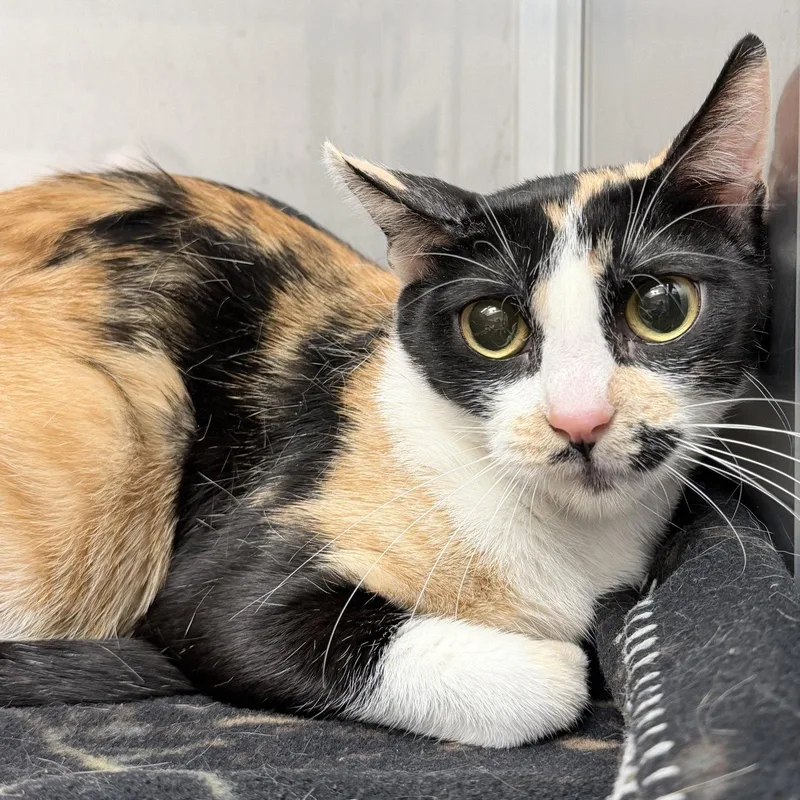 A young medium-sized female Black Domestic Short Hair cat named Princess for adoption in Oakland, CA