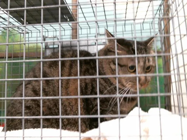 An adult medium-sized female Domestic Short Hair cat named Sara for adoption in Houston, TX