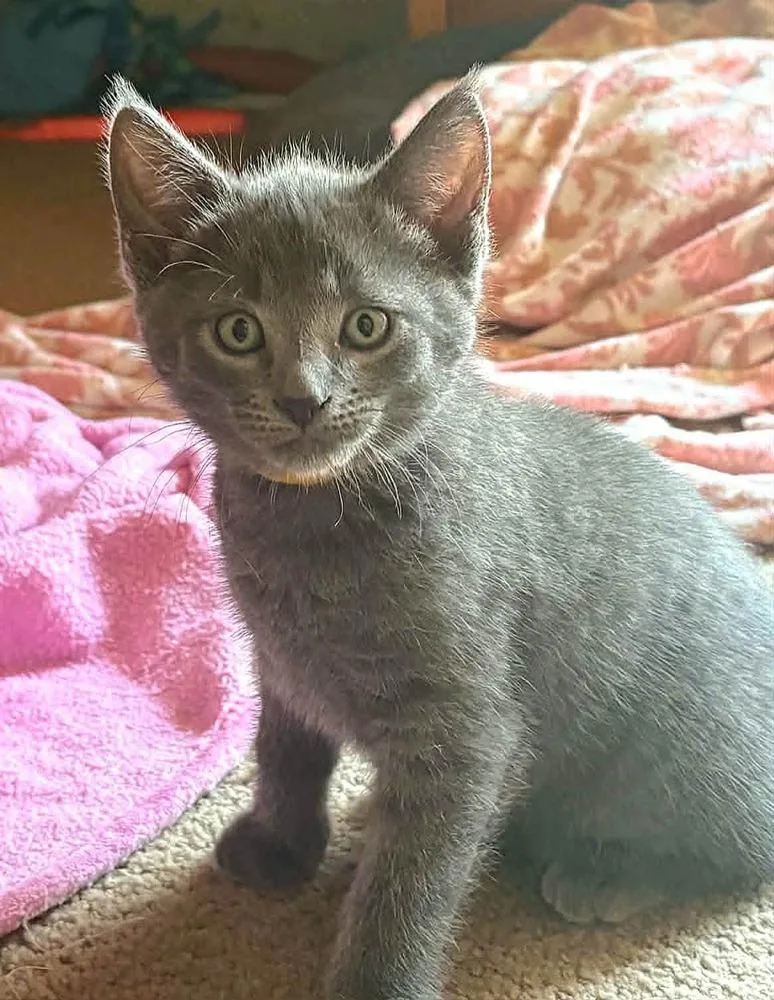 A baby small-sized female Gray / Blue / Silver Domestic Short Hair cat named Mira for adoption in Plymouth, MN