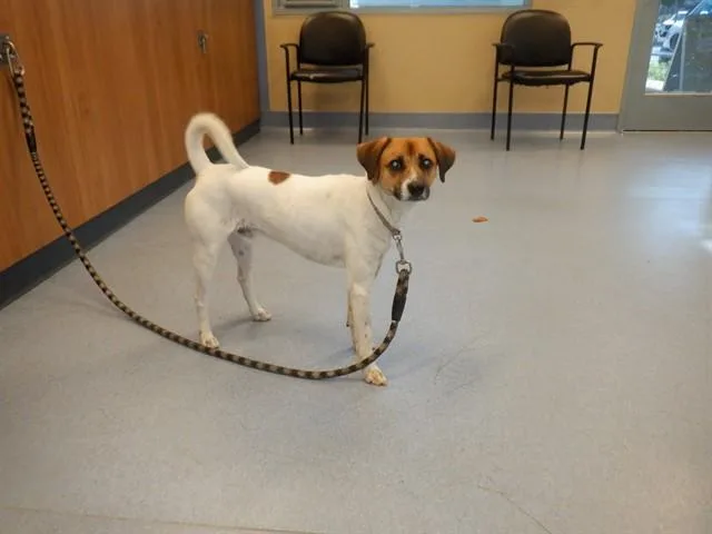 An adult medium-sized male Parson Russell Terrier dog named Milo for adoption in San Jose, CA