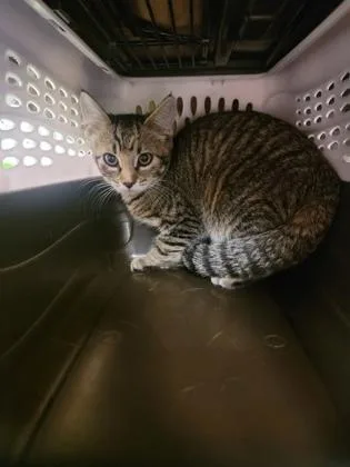 A baby small-sized female Domestic Short Hair cat named Jan for adoption in Fergus Falls, MN