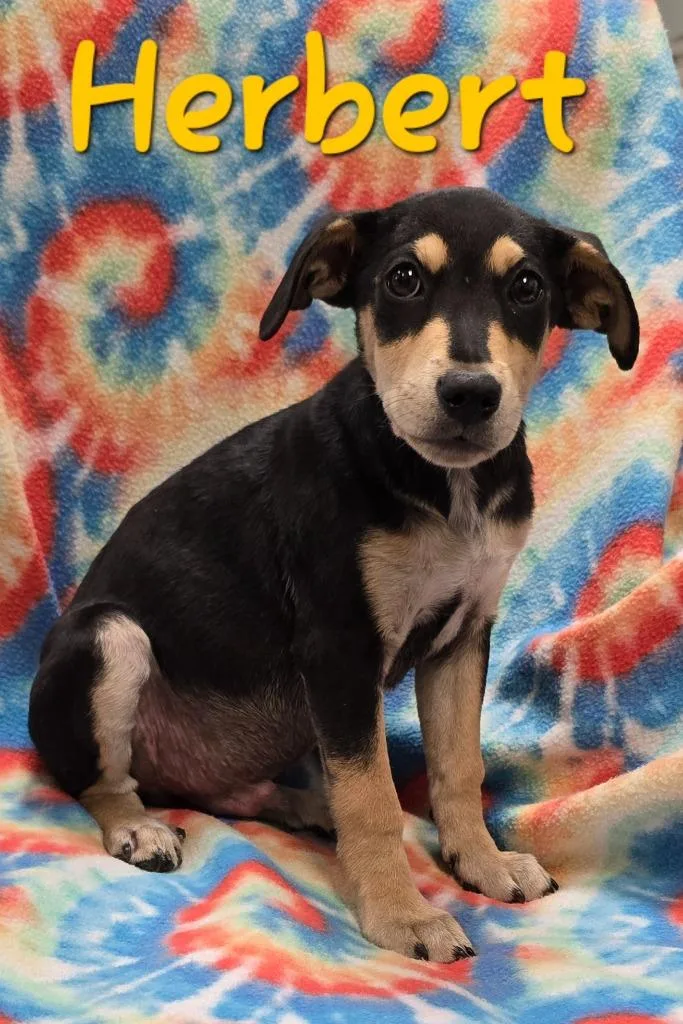 A baby medium-sized male Labrador Retriever dog named Herbert for adoption in Murphysboro, IL