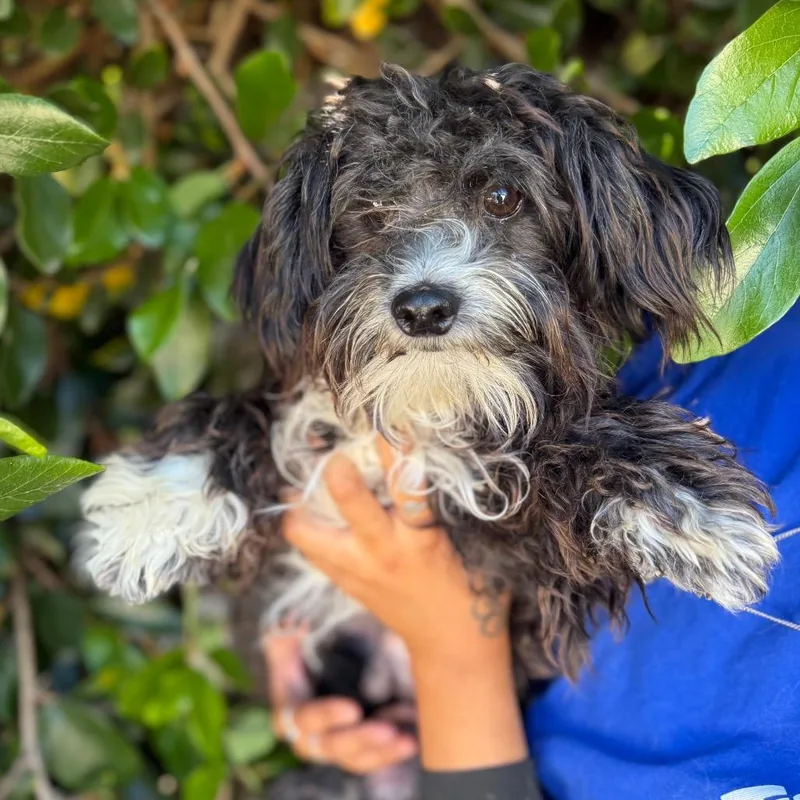 A young small-sized male Black Poodle dog named Cedar for adoption in Santa Barbara, CA