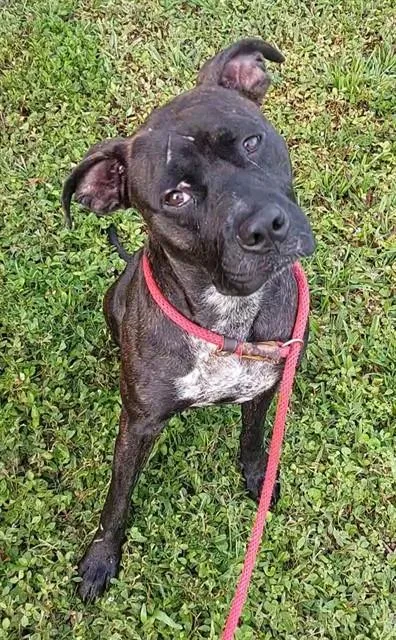 An adult large-sized female American Staffordshire Terrier dog named Titania for adoption in Fort Lauderdale, FL