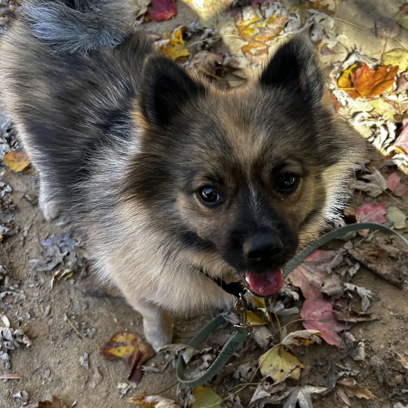 An adult small-sized male Pomeranian dog named Rocco for adoption in Reisterstown, MD