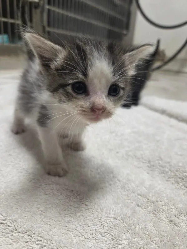 A young medium-sized female Domestic Short Hair cat named Odette for adoption in Bluffton, IN