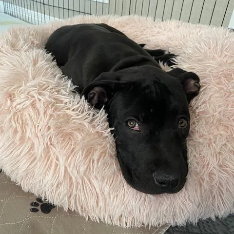 A baby medium-sized female Black Pit Bull Terrier dog named Cali for adoption in Parker, CO