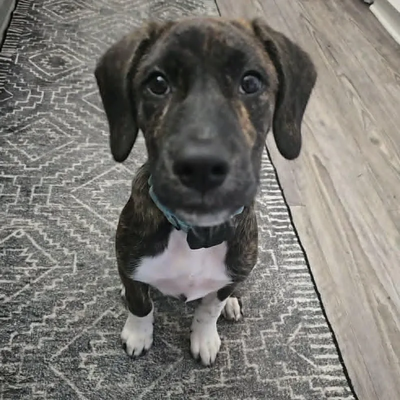 A baby medium-sized male Brindle Plott Hound dog named Beans for adoption in Baldwin, MD