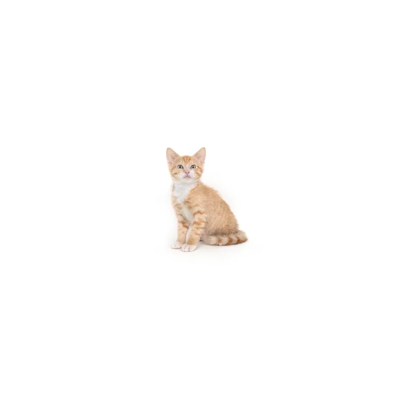 A baby small-sized male Orange / Red Domestic Short Hair cat named Oolong for adoption in Playa Vista, CA