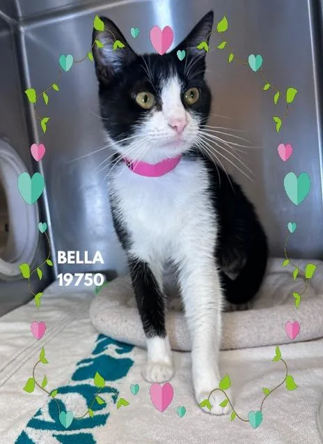 A baby small-sized female Black & White / Tuxedo Domestic Short Hair cat named Bella for adoption in Marietta, GA