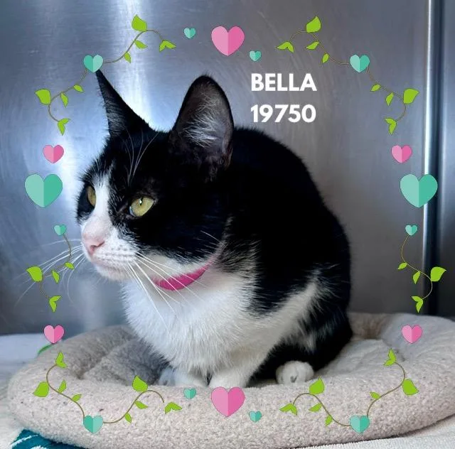Bella thumbnail 2