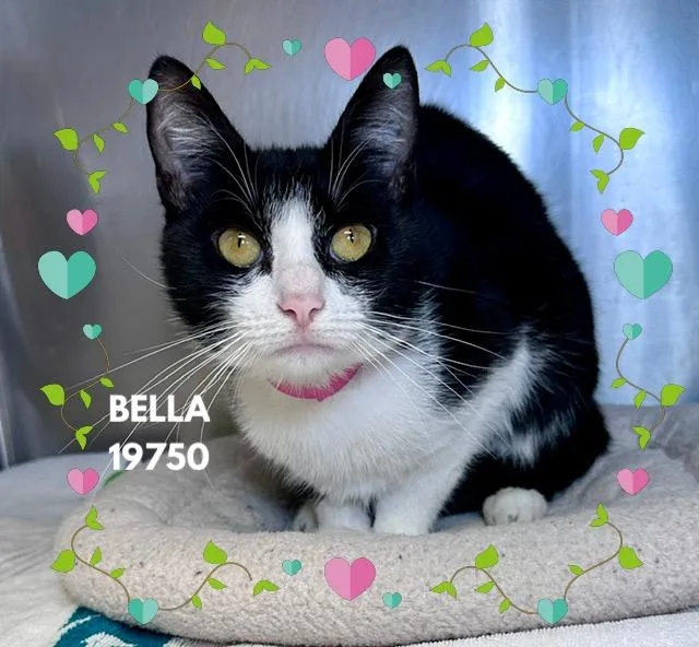 Bella thumbnail 3