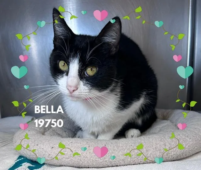 Bella thumbnail 4