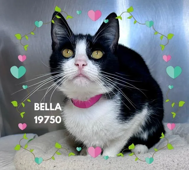 Bella thumbnail 5