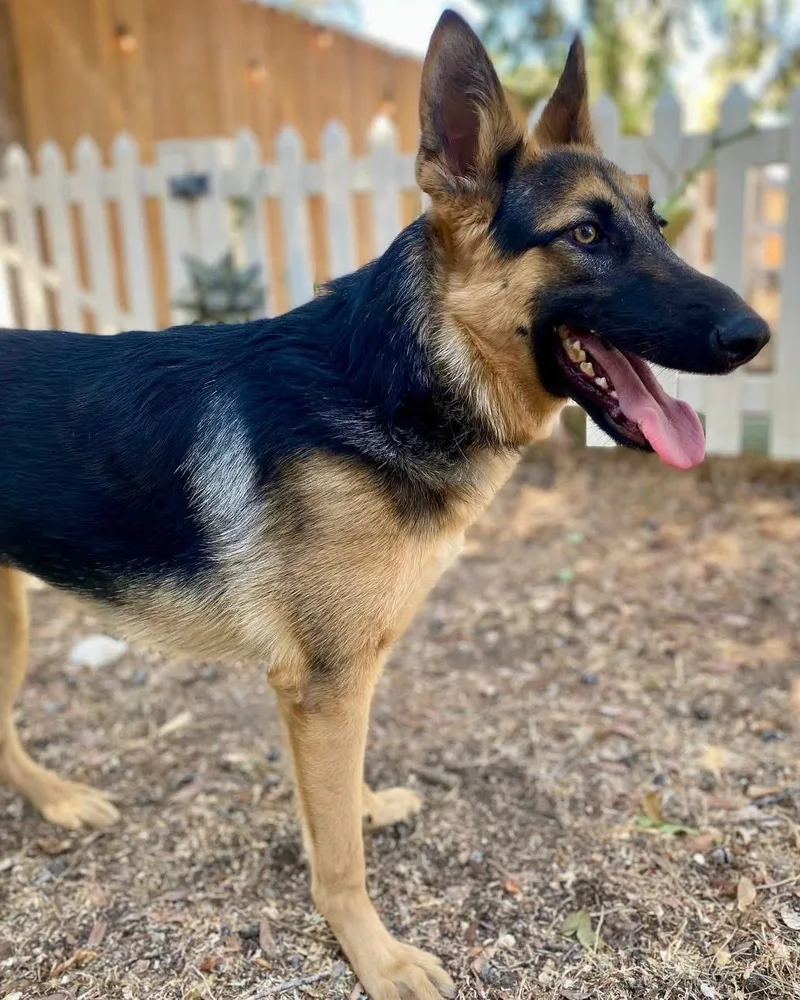 A baby large-sized female Black German Shepherd Dog dog named Rio for adoption in New Rochelle, NY