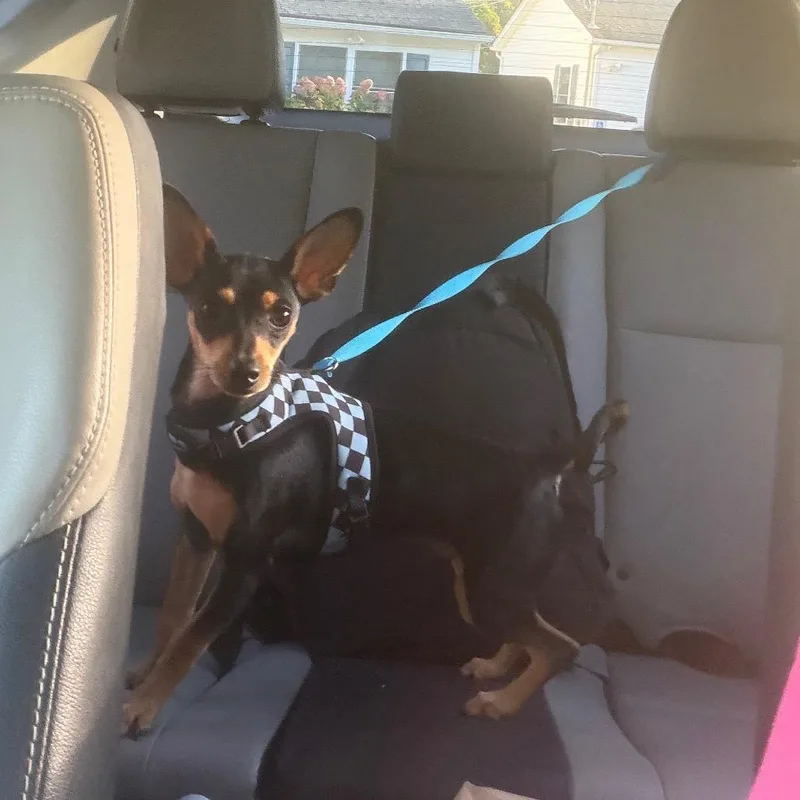 A baby small-sized male Miniature Pinscher dog named Rocky for adoption in Wappingers Falls, NY