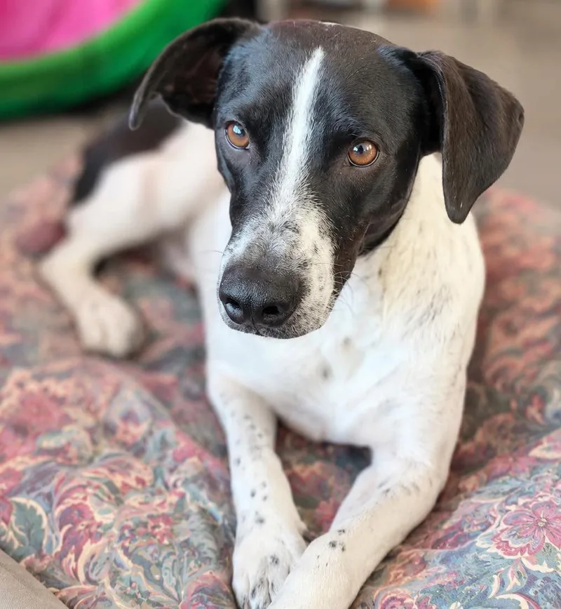 An adult large-sized male German Shorthaired Pointer dog named Captain for adoption in Grand Bay, AL