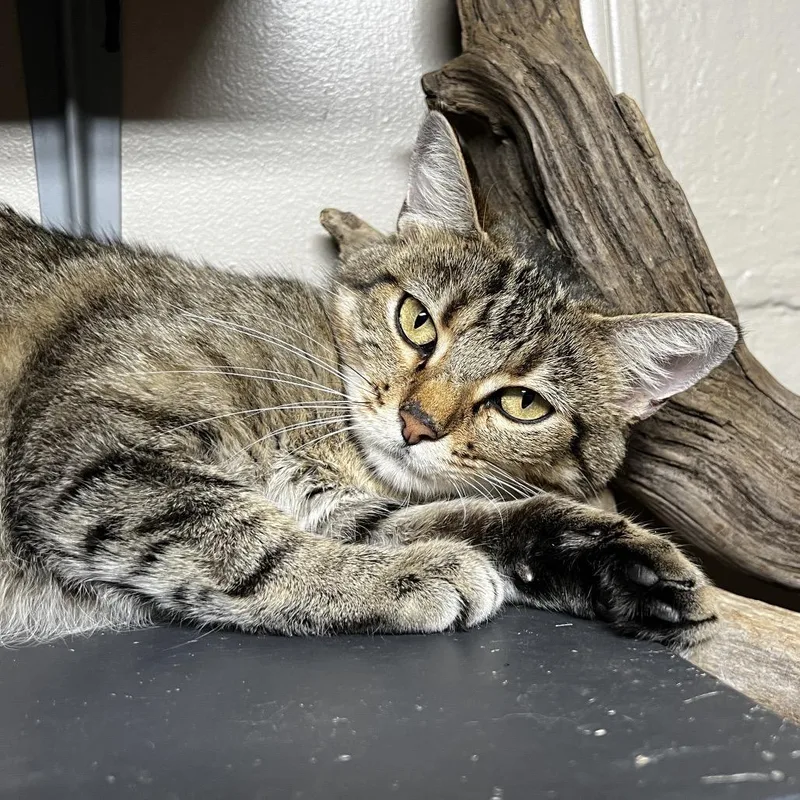An adult medium-sized female Brown / Chocolate Domestic Short Hair cat named Junkyard Jenny for adoption in Birmingham, AL