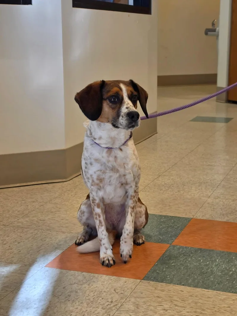 An adult medium-sized female Yellow / Tan / Blond / Fawn Beagle dog named Mia for adoption in Bluffton, IN